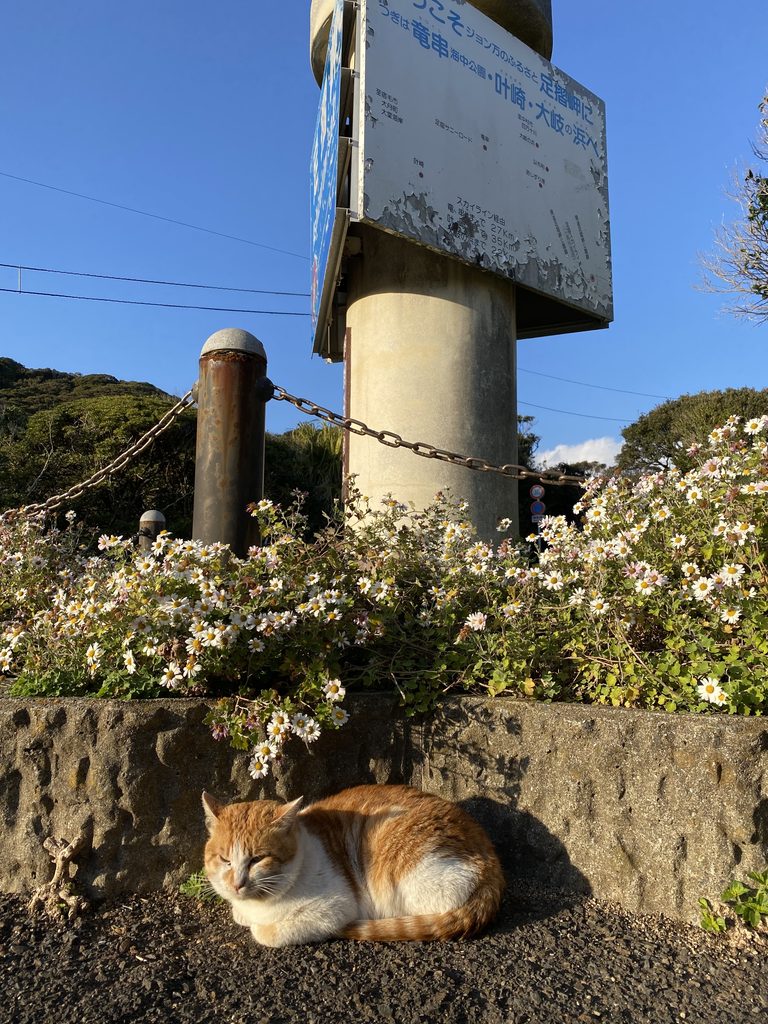 足摺岬にいた猫