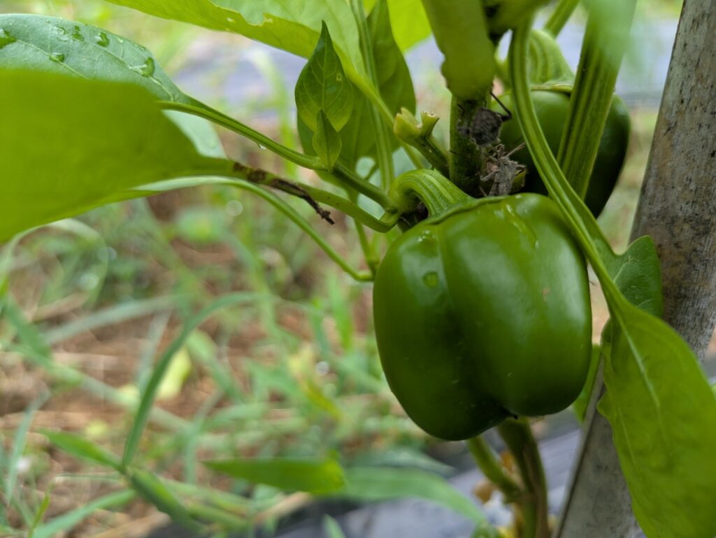ピーマンの実と茎に付いているカメムシ