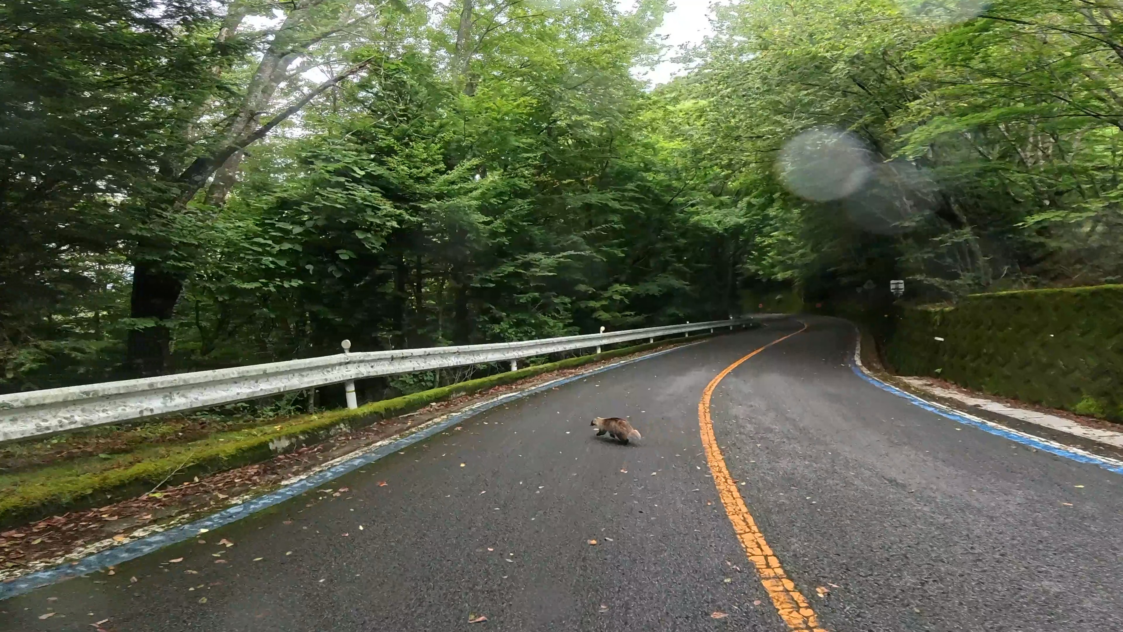 石鎚スカイラインの道路にいる狸
