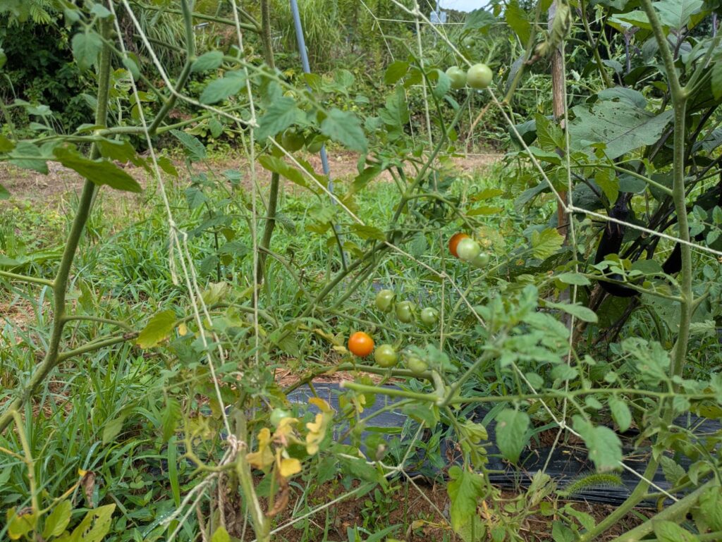ネットに結んだとミニトマトの茎