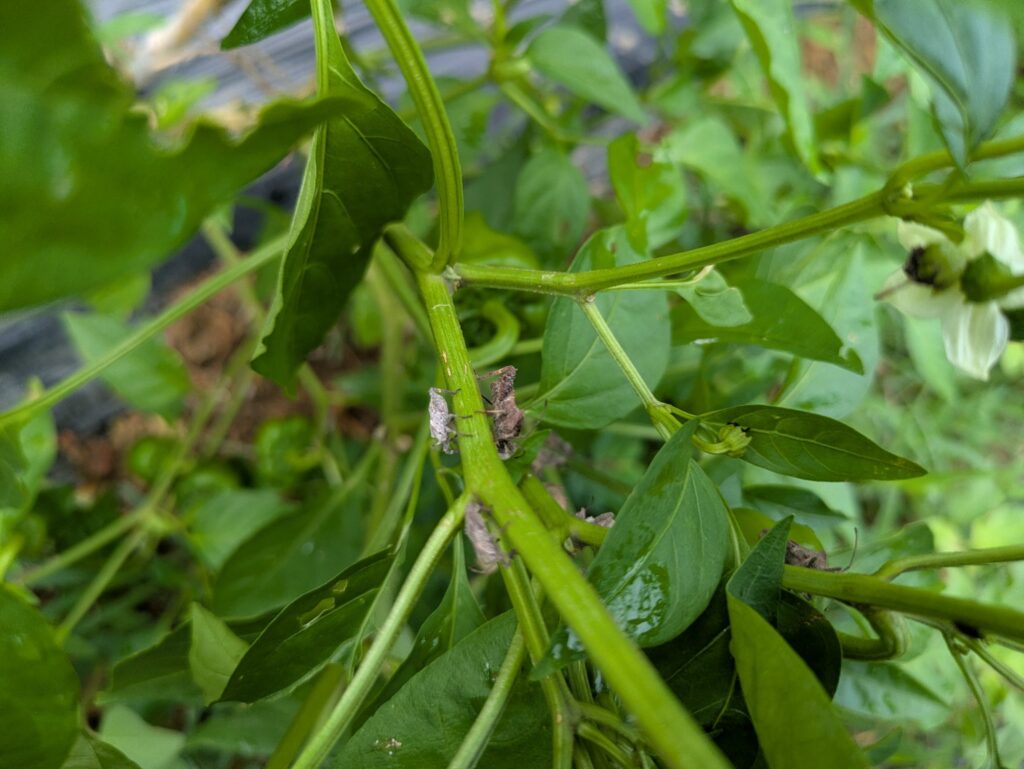 茎にしがみついているカメムシ