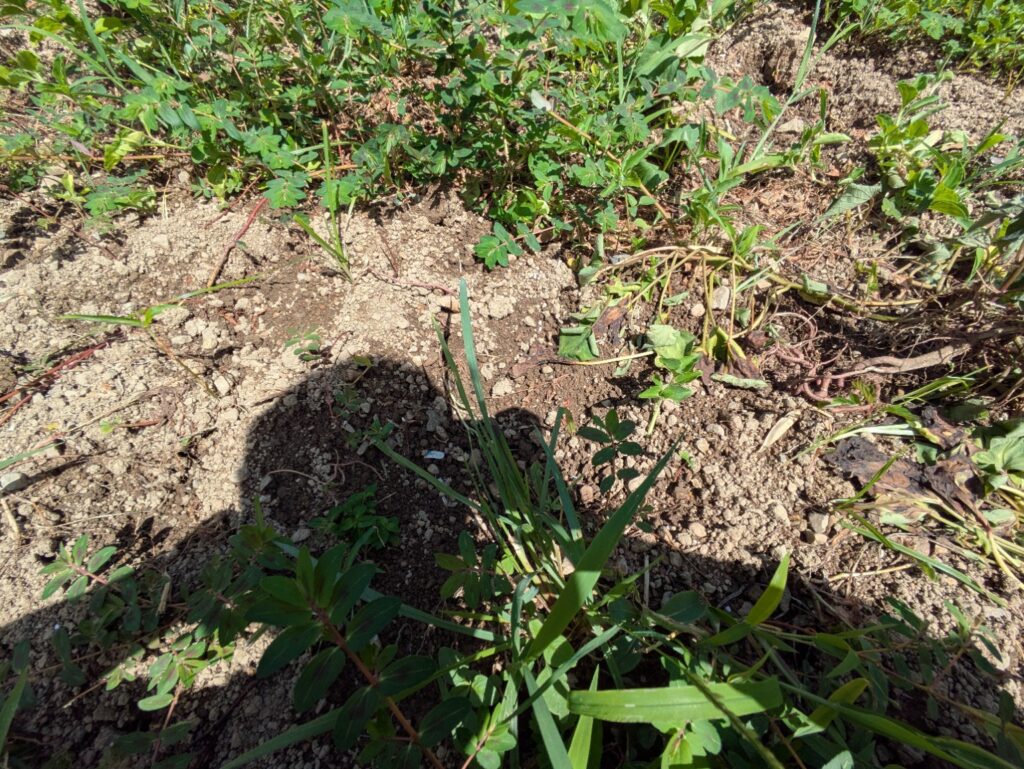 掘り返されて土から露出したサツマイモ