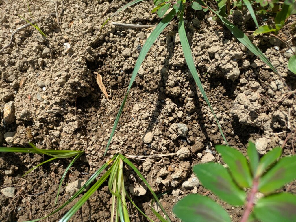 サツマイモの株元を動物に掘られた跡