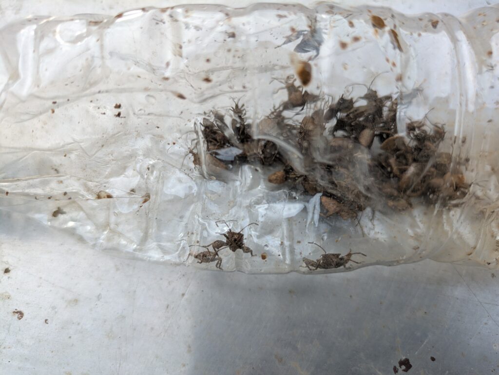 ペットボトルを使って捕まえたカメムシ