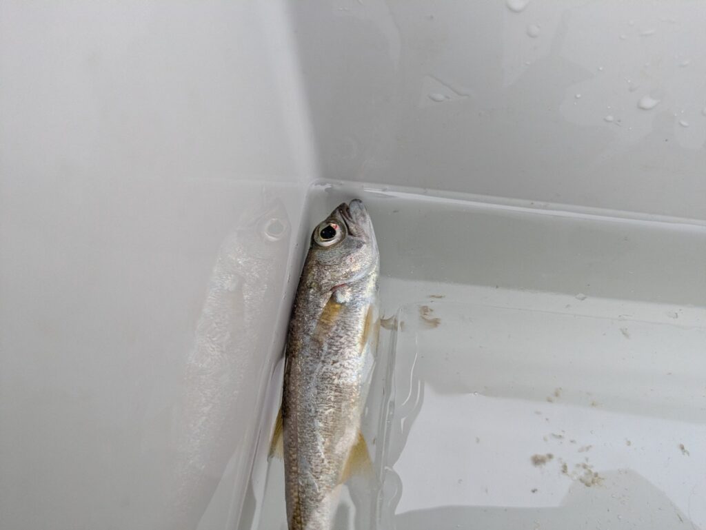 30秒ほど沈めて釣れたアジ