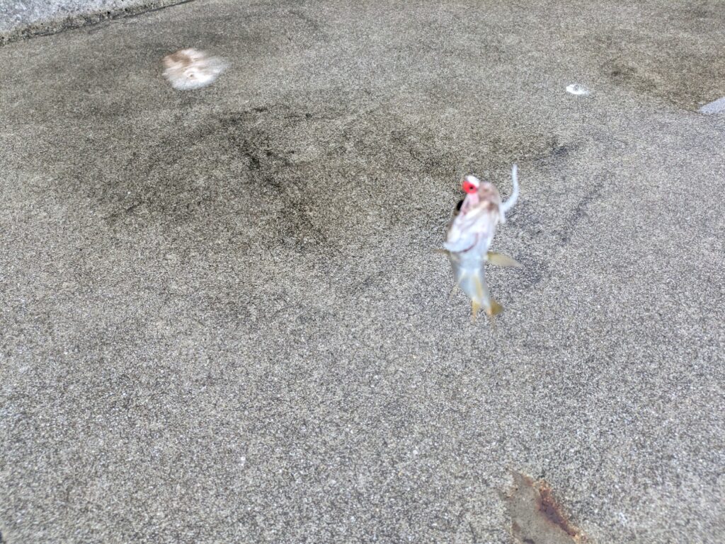 アジングで追加で釣れたアジ