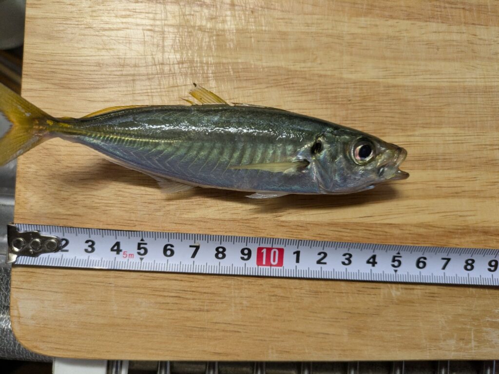 メジャーを使って釣ったアジのサイズを測定している様子