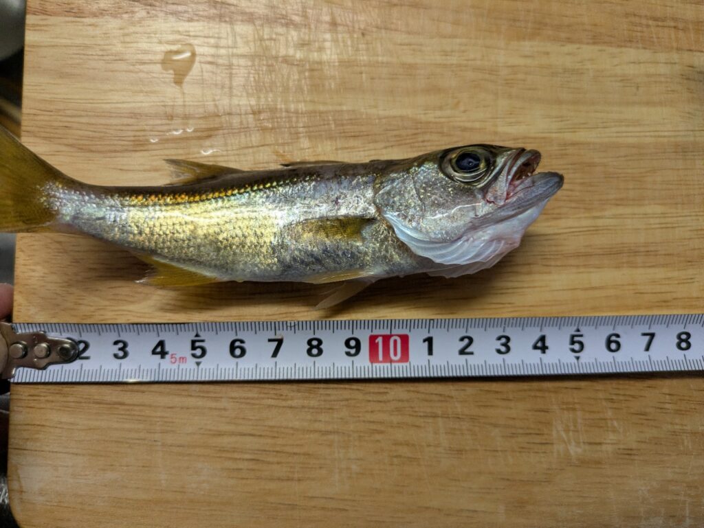 メジャーを使って釣ったアジのサイズを測定している様子
