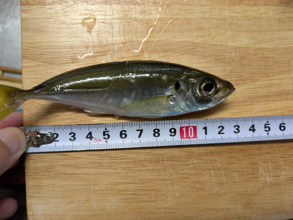 メジャーを使って釣ったアジのサイズを測定している様子