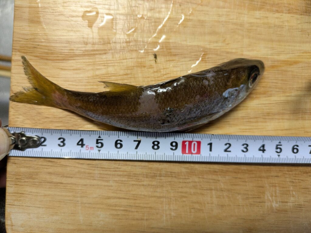 メジャーを使って釣ったアジのサイズを測定している様子