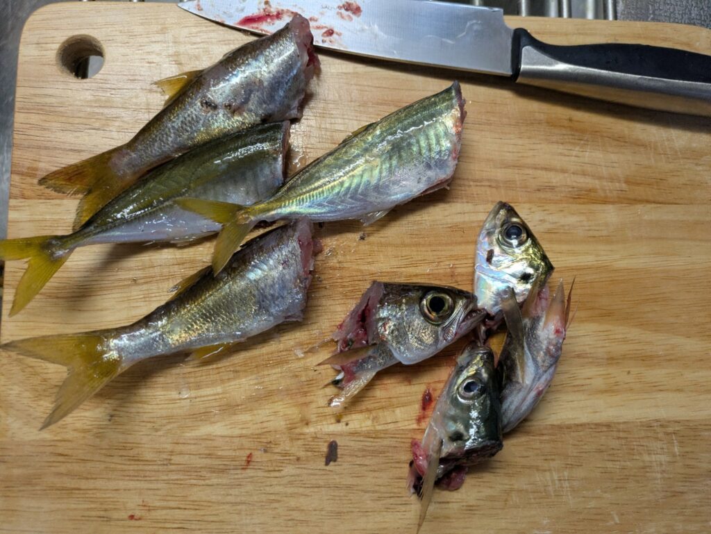 釣ったアジを南蛮漬け用に下処理している様子