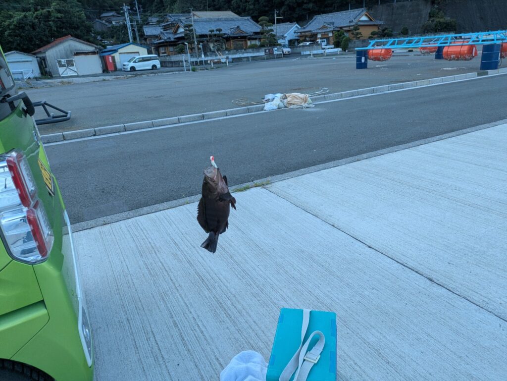 カサゴ職人ロッククロー2インチで釣れた約12cmのカサゴ