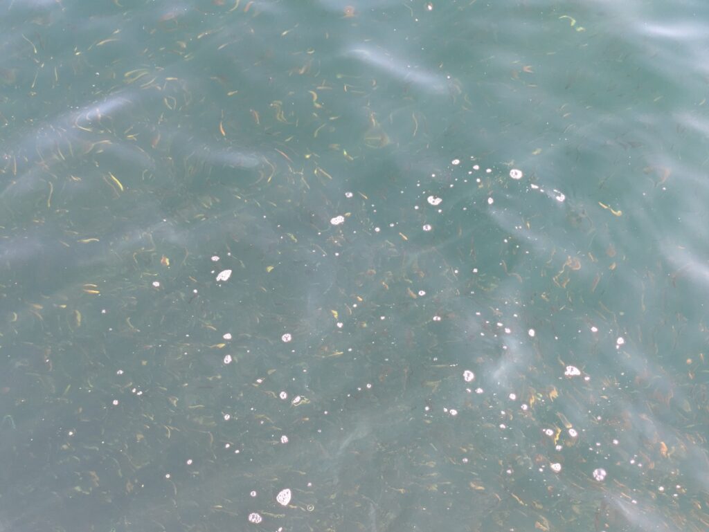 漁港の水面近くに集まる小魚の群れ