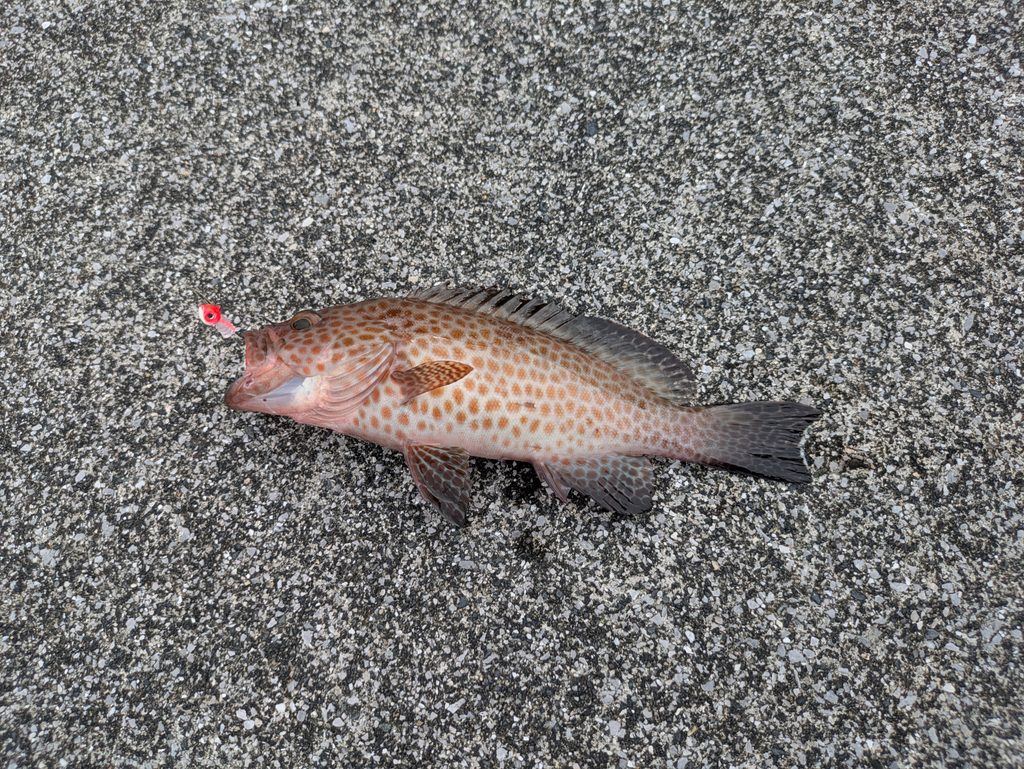 1gジグヘッドとアジアダーで釣れたハタ