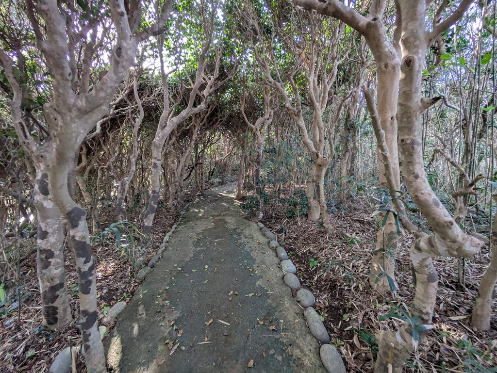 木々に囲まれた遊歩道